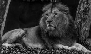 Acapella Soul - The Lion Sleeps Tonight MP3 DOWNLOAD