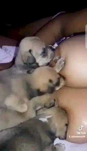 Woman accuses employer of forcing her to breastfeed his dogs while he  filmed (+video) — citiMuzik