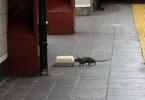 New York offering $170,000 per year job for rat killing experts to rid city of 18 million rodents