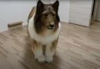 Who is Toco Dog Man? Japanese Man Becomes Human Dog After Buying $15k Collie Costume