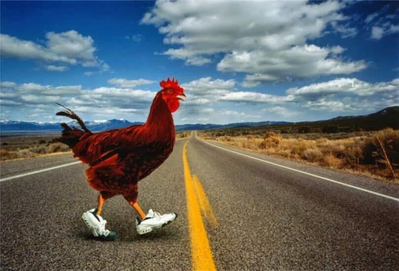 40 Funny jokes about Why did the chicken cross the road? — citiMuzik