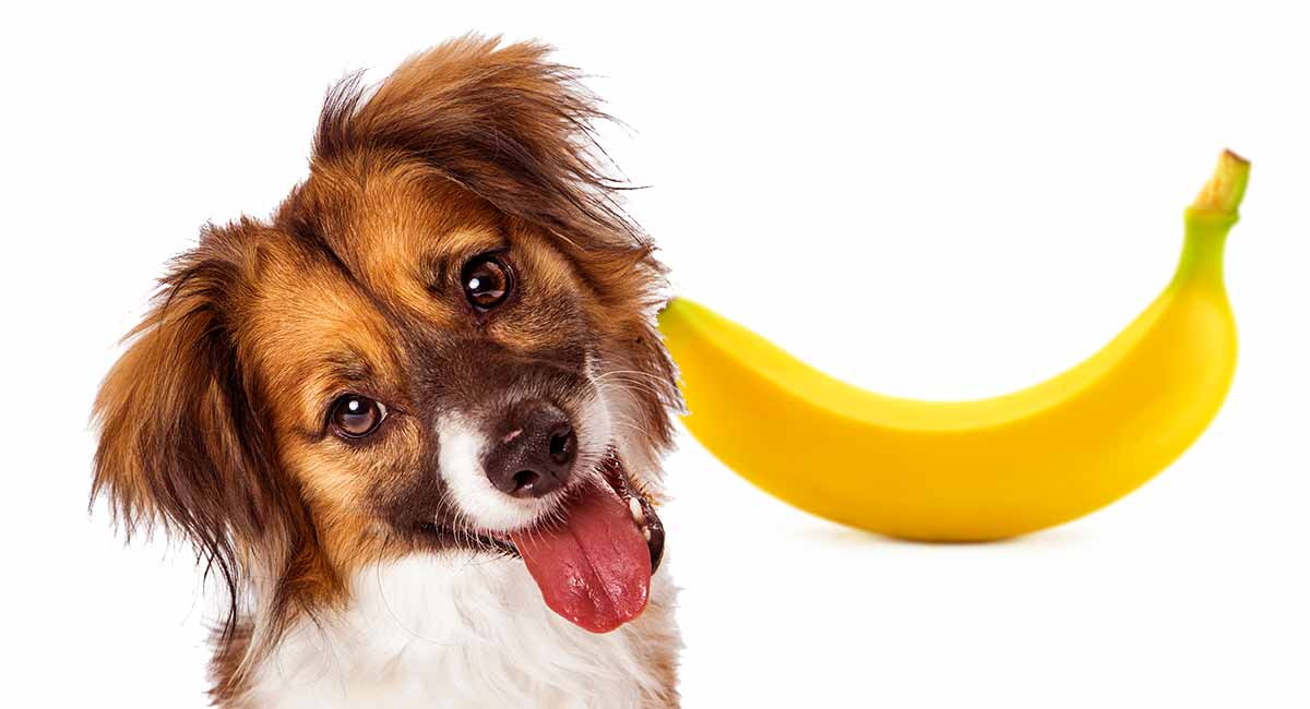 Are Bananas Harmful To Dogs