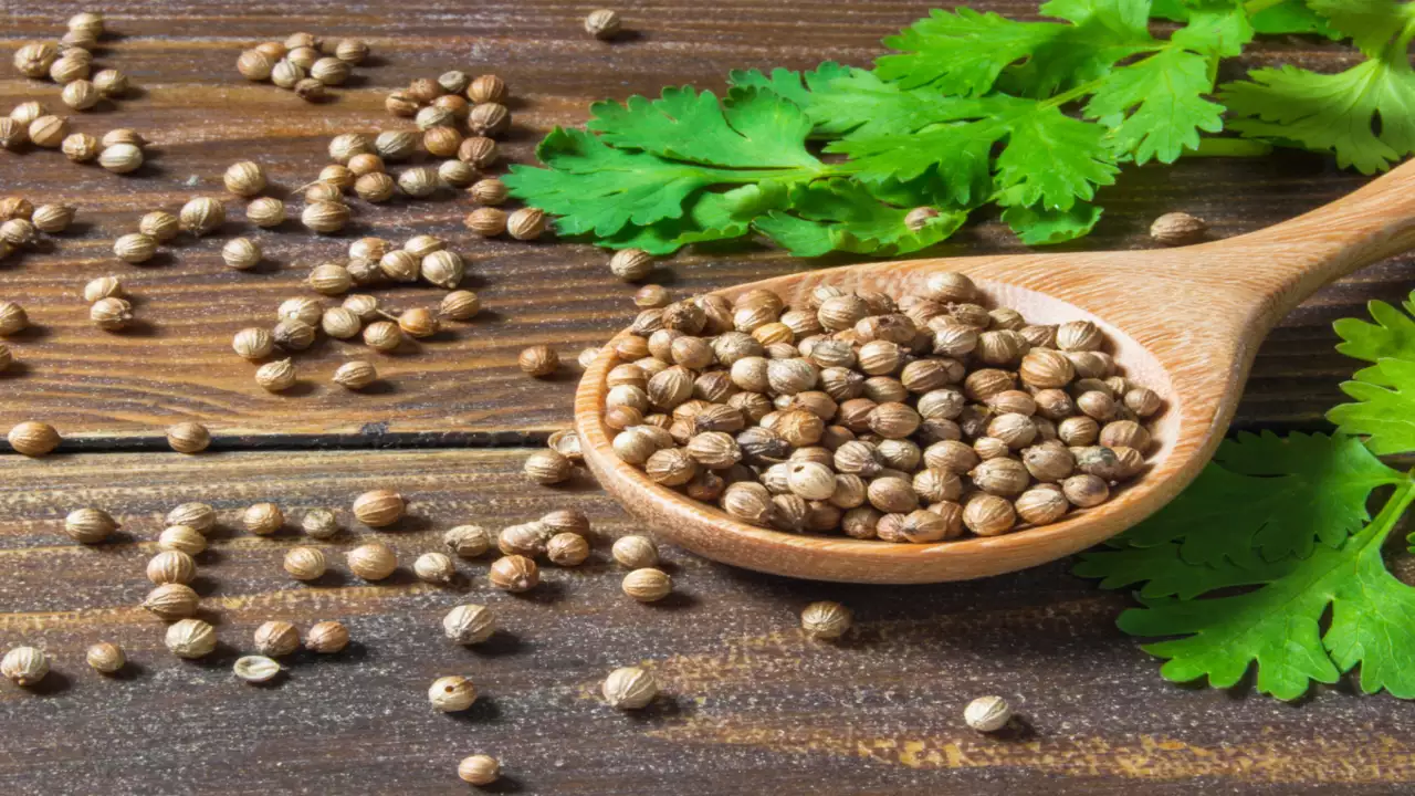 Coriander And Its Health Benefits, Uses, and Nutritional Facts — citiMuzik