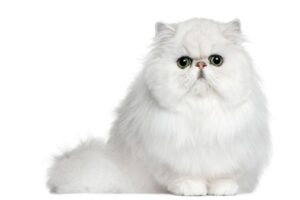 Persian Cat Breed Information, Characteristics and Care