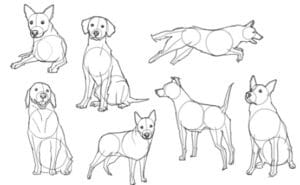 How to draw a Dog?