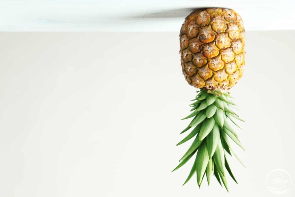 Upside Down Pineapple Meaning Revealed The Secret Meaning — citiMuzik