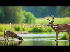 AUDIO Lilian Jairo - Niloweshe MP3 DOWNLOAD