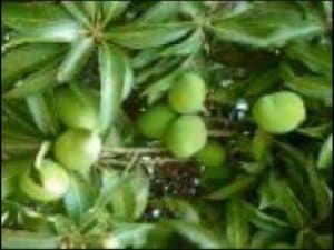 General Ozzy - Chimtengo Cha Mango